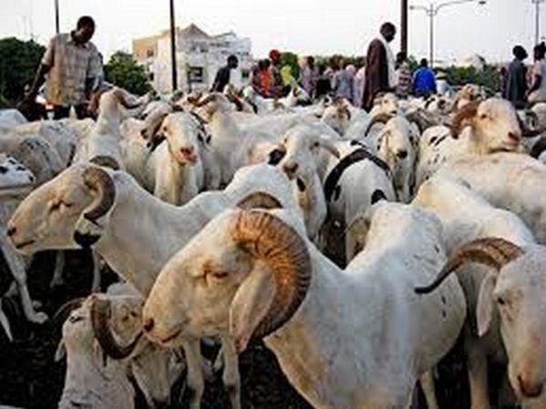 Diourbel : les prix des moutons sont exorbitants