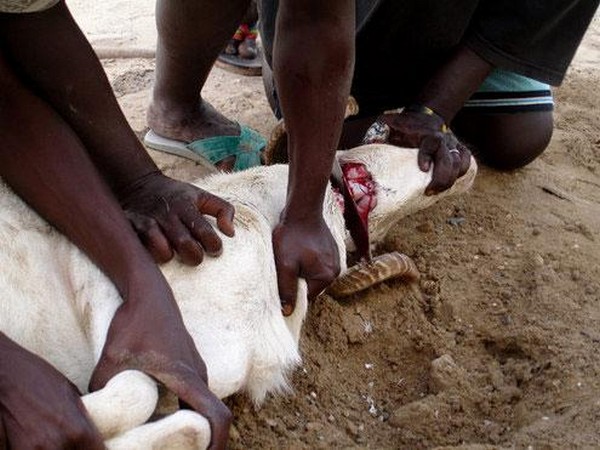 Tabaski: Précautions à prendre avant et après le sacrifice du mouton… Tabaski: Précautions à prendre avant et après le sacrifice du mouton…