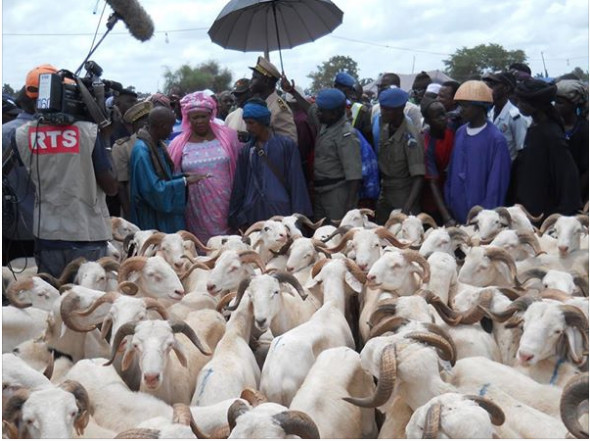 Tabaski: Entre 50 000 et 60 000 moutons invendus Tabaski: Entre 50 000 et 60 000 moutons invendus