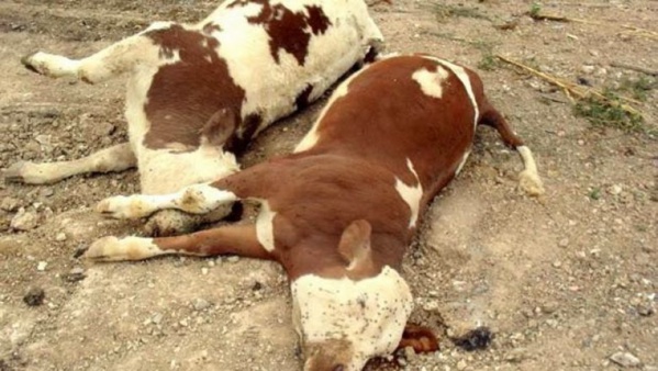 Fièvre aphteuse: La maladie gagne du terrain à Tambacounda Fièvre aphteuse: La maladie gagne du terrain à Tambacounda