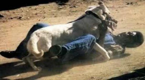 Espagne : Un Sénégalais se fait mordre le sexe par un chien Espagne : Un Sénégalais se fait mordre le sexe par un chien