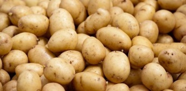 Pomme de terre: Des explications sur la "mauvaise" qualité du produit Pomme de terre: Des explications sur la "mauvaise" qualité du produit