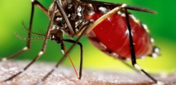La Dengue réapparait à Fatick, trois cas détectés La Dengue réapparait à Fatick, trois cas détectés