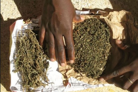 Coup de Filet à Jaxaay: La police arrête 5 Nigérians qui cultivaient du yamba dans leur appartement Coup de Filet à Jaxaay: La police arrête 5 Nigérians qui cultivaient du yamba dans leur appartement