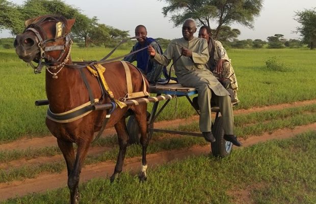 Arrêt sur image – L’ancien Ministre Habib Sy conduisant une charrette…
