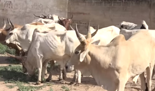 TOUBA: Aziz Ndiaye convoie 20 bœufs, CHEIKH BASS À AZIZ NDIAYE : » Ton geste fera beaucoup plaisir à… TOUBA: Aziz Ndiaye convoie 20 bœufs, CHEIKH BASS À AZIZ NDIAYE : » Ton geste fera beaucoup plaisir à…