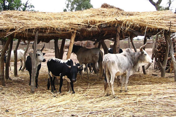 Mbacké: Un foirail attaqué par une bande de malfaiteurs Mbacké: Un foirail attaqué par une bande de malfaiteurs