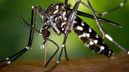 Dakar enregistre son premier cas de dengue Dakar enregistre son premier cas de dengue