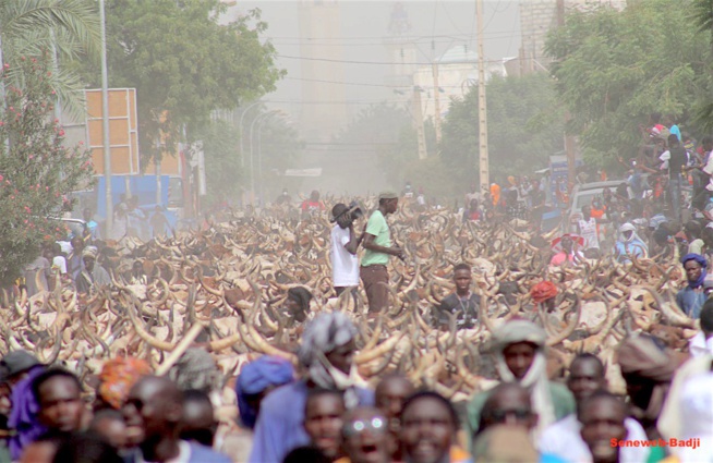 Magal 2018 : La parade spectaculaire des bœufs de Cheikh Béthio