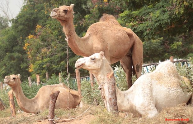 Dans l’intimité des chameaux de Cheikh Béthio Thioune