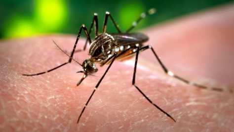 Sensibilisation sur l'épidémie de Dengue à l'occasion du Magal de Touba 2018 Sensibilisation sur l'épidémie de Dengue à l'occasion du Magal de Touba 2018