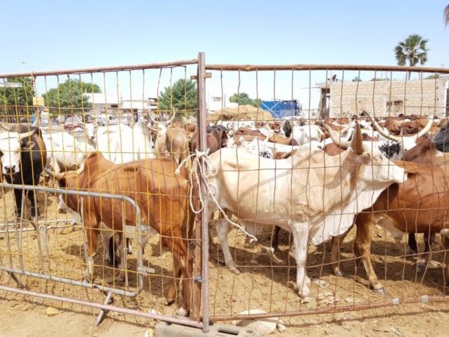 ( Vidéos + 10 photos) : Tivaouane Wathiayou gamou gui