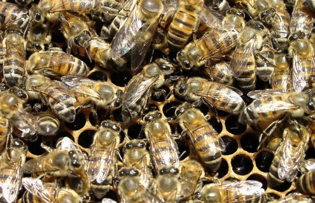Diourbel – Des abeilles envahissent un village pour ensuite tuer… Diourbel – Des abeilles envahissent un village pour ensuite tuer…