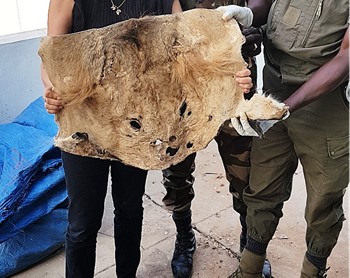 Criminalité faunique: Trois présumés trafiquants de peaux de lions et de léopards arrêtés à Thiaroye Criminalité faunique: Trois présumés trafiquants de peaux de lions et de léopards arrêtés à Thiaroye
