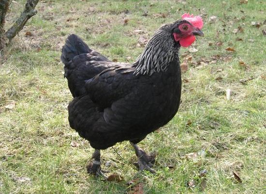 Bataille mystique: Modou Lô lâche sept poulets noirs à LSS , Balla Gaye 2 recrute un… Bataille mystique: Modou Lô lâche sept poulets noirs à LSS , Balla Gaye 2 recrute un…