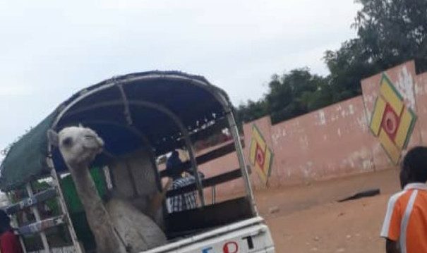 Le combat Modou Lô vs Balla Guèye s’annonce mystique – Un chameau dans une... Le combat Modou Lô vs Balla Guèye s’annonce mystique – Un chameau dans une...