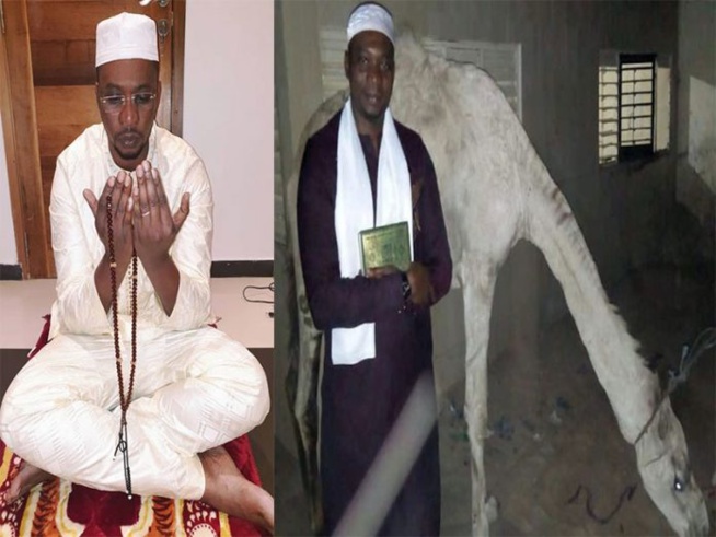 Vidéo: Combat Balla Gaye 2 Modou Lo, le marabout malien Ben Bachir avait vu juste