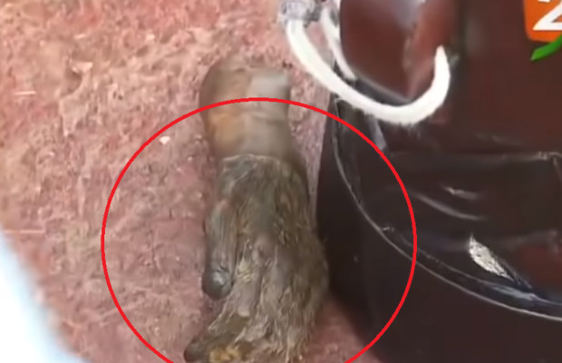 Vidéo : une main dans l’arsenal mystique de Modou Lo ! Vidéo : une main dans l’arsenal mystique de Modou Lo !