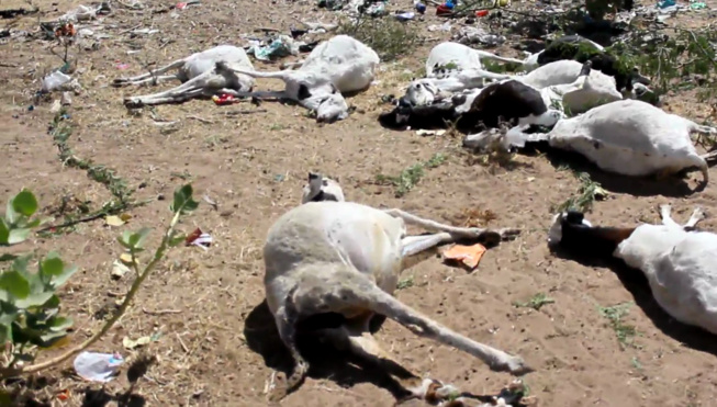 LOUGA/DRAME AU QUARTIER TOUBA SERAS: UNE VINGTAINE DE MOUTONS PÉRISSENT EMPOISONNÉS PAR DES PRODUITS PAS TOTALEMENT INCINÉRÉS PAR LES POUVOIRS PUBLICS