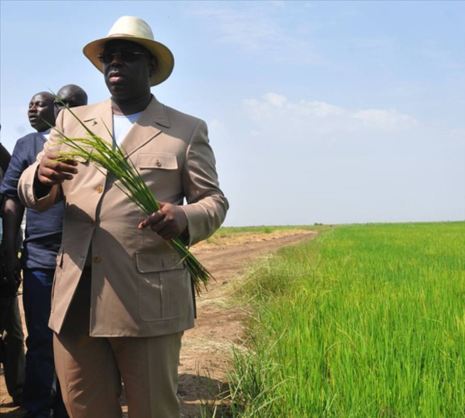 Macky Sall: « Le département de Bounkiling sera bientôt autosuffisant en riz et pourra même vendre aux autres départements