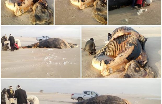 Vives craintes après l’échouage d’une baleine à la frontière sénégalo-mauritanienne Vives craintes après l’échouage d’une baleine à la frontière sénégalo-mauritanienne