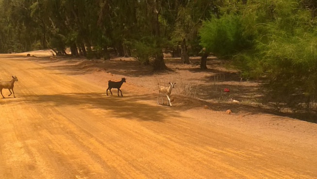 ENQUETE !!! Silence, les Industries chimiques du Sénégal déciment le village de Khondio ENQUETE !!! Silence, les Industries chimiques du Sénégal déciment le village de Khondio