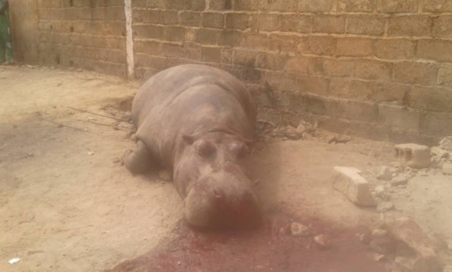 Kédougou : un hippopotame crée la panique dans la commune
