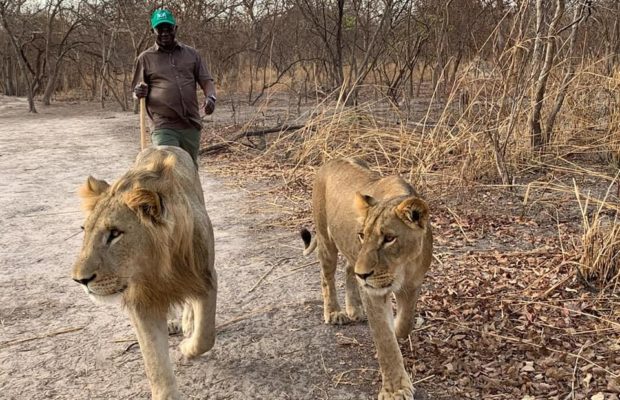 Le Professeur Issa Sall prend du bon temps au milieu des lions