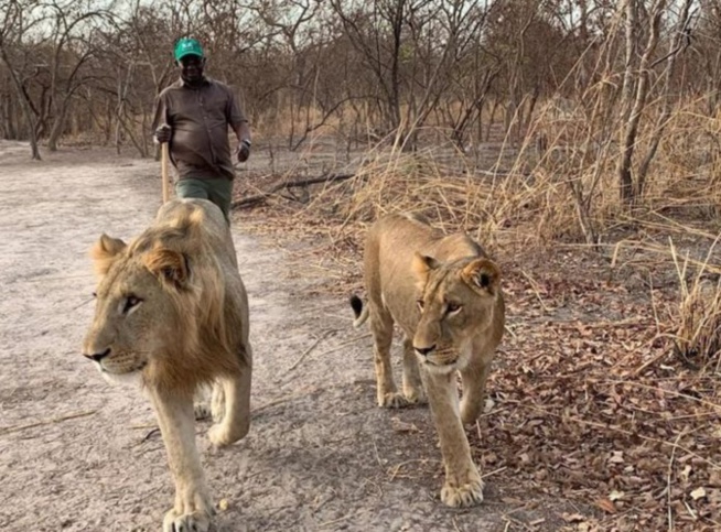Pendant que ses gardes du corps croupissent en prison, Issa Sall se distrait Pendant que ses gardes du corps croupissent en prison, Issa Sall se distrait