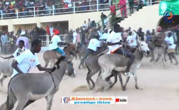 Course d’ânes à Thiès: vivez l’ambiance au « mbamodrome »