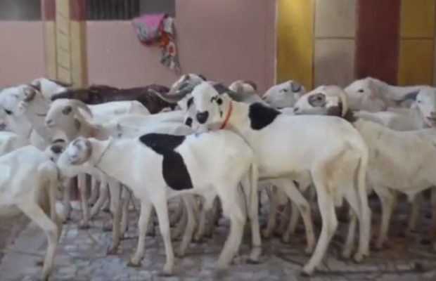 Le voleur Abou Hann retourne des moutons après être resté 2 jours sans aller aux toilettes