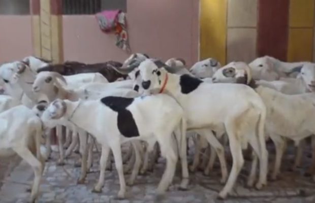 Le voleur Abou Hann retourne des moutons après être resté 2 jours sans aller aux toilettes Le voleur Abou Hann retourne des moutons après être resté 2 jours sans aller aux toilettes