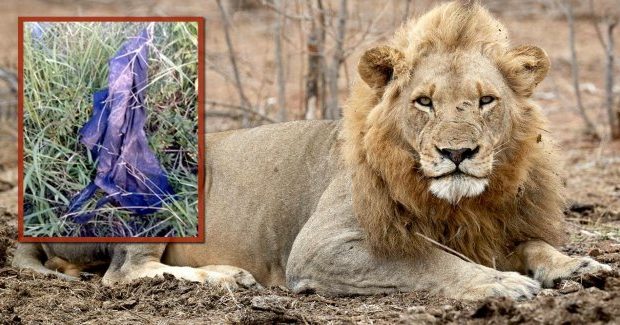 Afrique du Sud : un braconnier tué par un éléphant, puis dévoré par des lions Afrique du Sud : un braconnier tué par un éléphant, puis dévoré par des lions