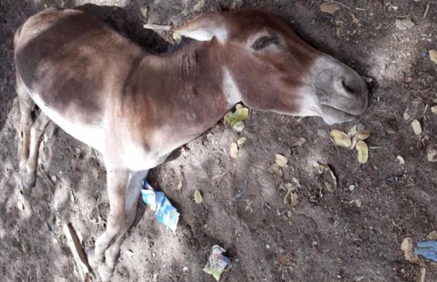 ALERTE ! UNE ÉPIDÉMIE DE GRIPPE ÉQUINE FAIT DES RAVAGES DANS LE PAYS ALERTE ! UNE ÉPIDÉMIE DE GRIPPE ÉQUINE FAIT DES RAVAGES DANS LE PAYS