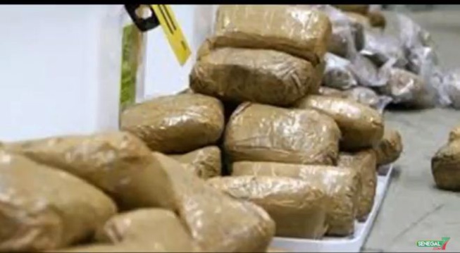 Chambre criminelle de Dakar- Arrêtés avec 300 Kg de chanvre indien : Un couple et leur chauffeur risquent 20 ans de travaux forcés Chambre criminelle de Dakar- Arrêtés avec 300 Kg de chanvre indien : Un couple et leur chauffeur risquent 20 ans de travaux forcés