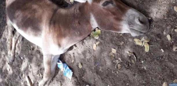 Epidémie : La grippe équine tue 211 ânes à Foundiougne Epidémie : La grippe équine tue 211 ânes à Foundiougne