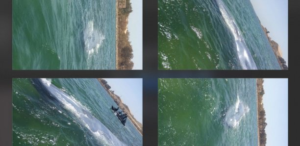 Camp de Bel Air : Les images du sauvetage de la baleine qui s’était échouée Camp de Bel Air : Les images du sauvetage de la baleine qui s’était échouée