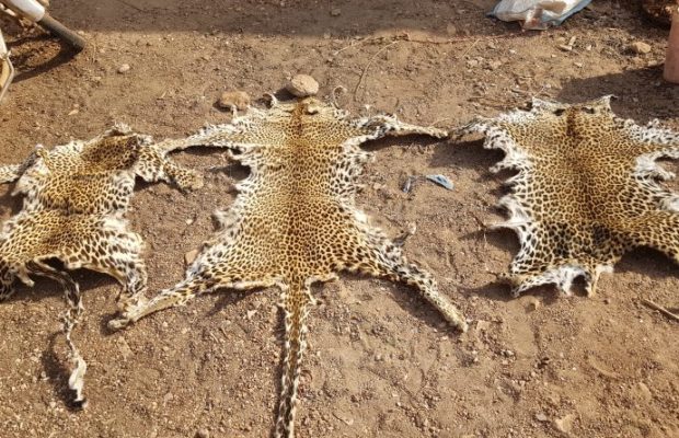 Des trafiquants arrêtés avec des peaux de léopard