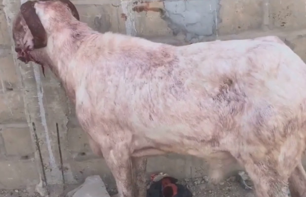 CHOC : Deux pitbulls attaquent et tuent des moutons Ladoum