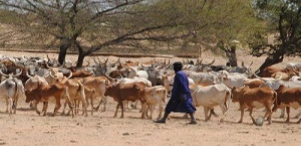 Drame à Samine: Un berger tué Drame à Samine: Un berger tué