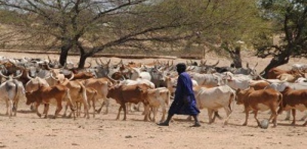 Drame à Samine: Un berger tué