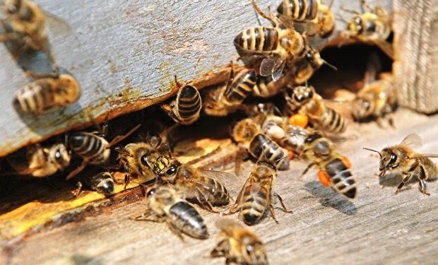 Kaffrine: des abeilles tuent un enfant, un autre dans un état critique Kaffrine: des abeilles tuent un enfant, un autre dans un état critique