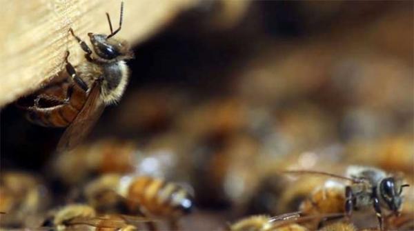 Kaffrine : les abeilles font encore des dégâts, 6 personnes évacuées à l’hôpital Kaffrine : les abeilles font encore des dégâts, 6 personnes évacuées à l’hôpital