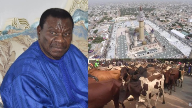 Au foirail de Dahra, les éleveurs de bœufs pleurent Cheikh Béthio : « Il nous achetait jusqu’à 500 têtes »