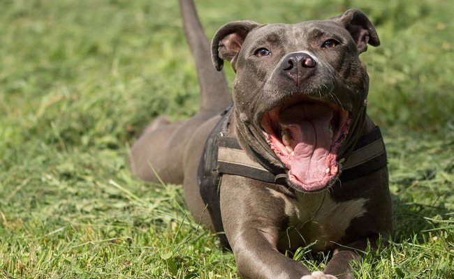 Attaqué par un pitbull: La situation du talibé Abdoulaye Baldé préoccupante Attaqué par un pitbull: La situation du talibé Abdoulaye Baldé préoccupante