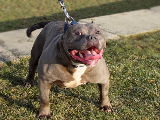 Affaire du pitbull et de l’enfant talibé: le propriétaire Saliou Diouf déféré, ses 5 chiens abbatus