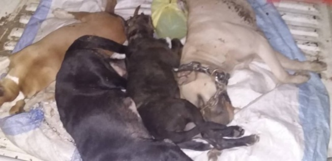 Les images des cadavres des chiens de race qui contredisent le sous-préfet Oumar Ndiaye Les images des cadavres des chiens de race qui contredisent le sous-préfet Oumar Ndiaye