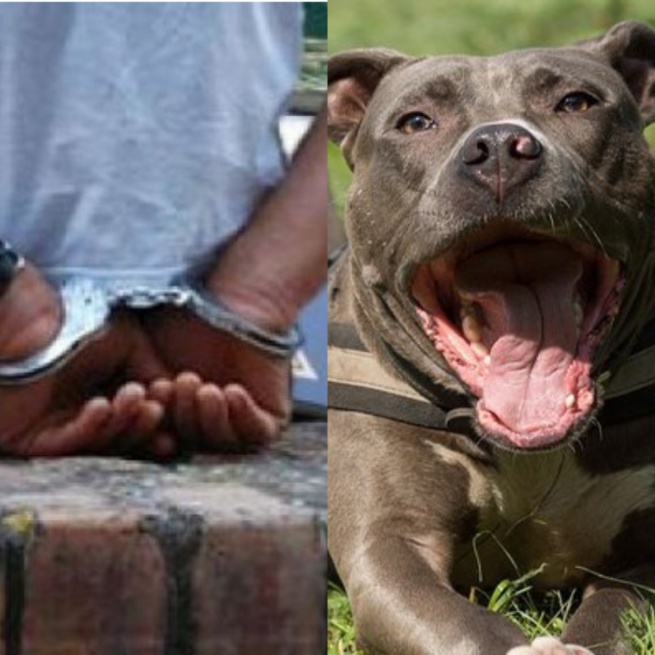 Affaire du talibé déchiqueté par le pitbull à Pikine: Le procès renvoyé jusqu’au 31 mai Affaire du talibé déchiqueté par le pitbull à Pikine: Le procès renvoyé jusqu’au 31 mai