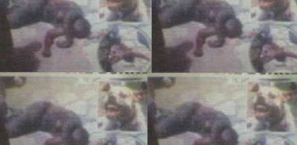 Talibé blessé à Pikine : Le propriétaire du pitbull condamné à un mois de prison Talibé blessé à Pikine : Le propriétaire du pitbull condamné à un mois de prison