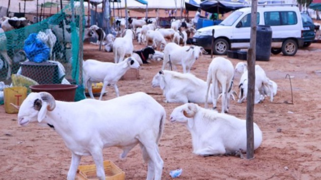 TABASKI 2019 : 13 RECOMMANDATIONS, LA FEUILLE DE ROUTE DU GOUVERNEMENT TABASKI 2019 : 13 RECOMMANDATIONS, LA FEUILLE DE ROUTE DU GOUVERNEMENT